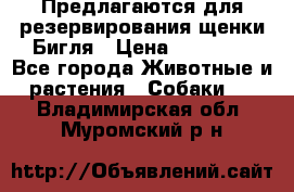 Предлагаются для резервирования щенки Бигля › Цена ­ 40 000 - Все города Животные и растения » Собаки   . Владимирская обл.,Муромский р-н